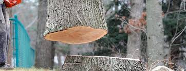 Best Tree Health Inspection  in Eau Claire, WI