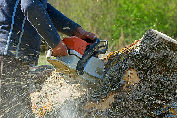 Best Lawn Renovation and Restoration  in Eau Claire, WI