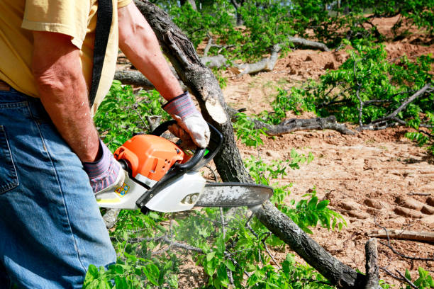 Best Lawn Grading and Leveling  in Eau Claire, WI